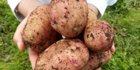 Rani četrdesetodnevni krompir: opis sorte, fotografije, recenzije